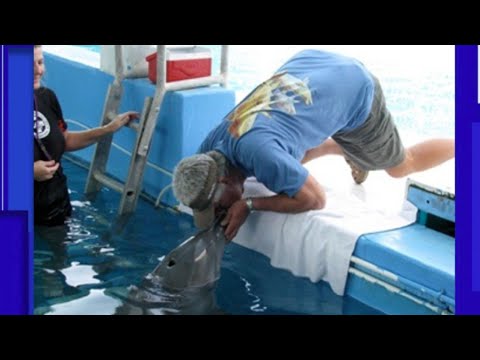 Man who rescued Winter, star of ‘Dolphin Tale’ movies, hopes her memory inspires people