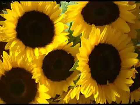 Slnecna balada - Peha (Audio)