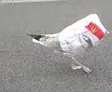 McSeagull