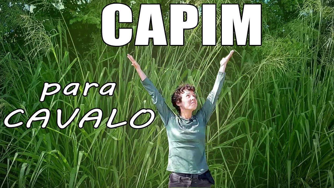 Tipos de capim pra cavalo