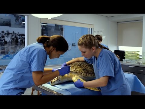 Dolphin Tale 2 (Featurette 'The Mission')