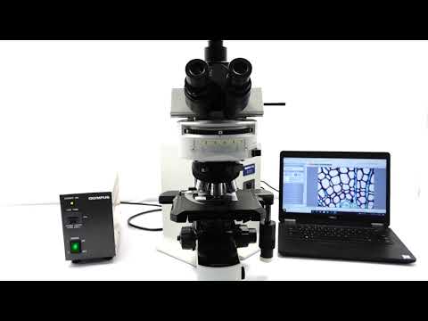 Olympus BX51 Upright Fluorescence Mechanical Microscope