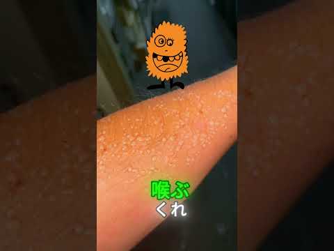 猫の火傷を治す方法