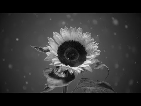 Ralph Kaminski - Ostatni dzień lata (Official Visualizer)