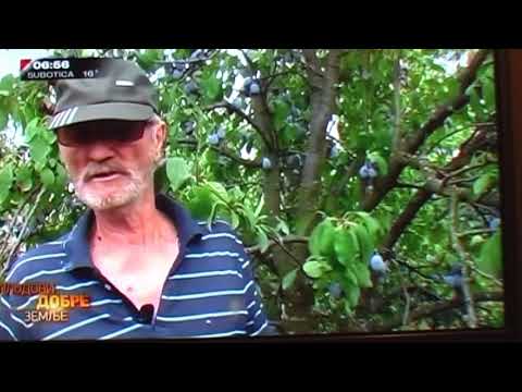 Jovanovici pronasli sredstvo protiv mraza   Gorica TV Prva