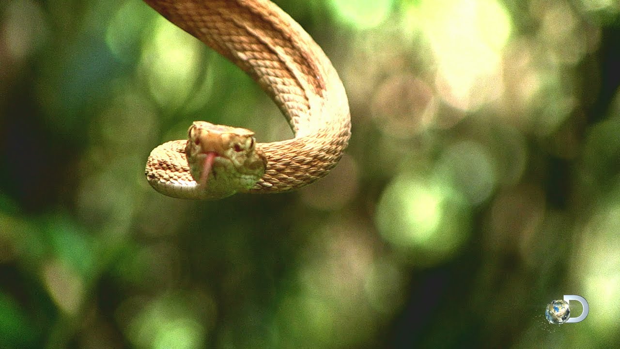 Sneak Peek - Treasure Quest: Snake Island | Fri July 17 10/9c
