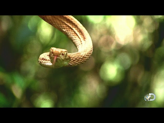 Sneak Peek - Treasure Quest: Snake Island | Fri July 17 10/9c