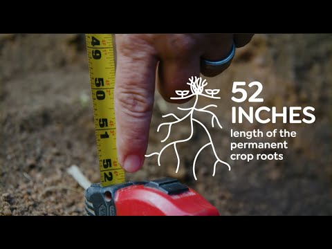 BRAGA FRESH Regenerative Trials: 2025 Root Zone in Carbon Capture Farming