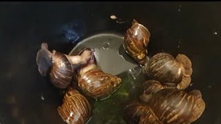 #howtoremovesnailslime#howtocleansnailswithalum How to clean snails for cooking| Remove snails slime