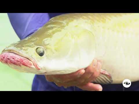 Pioneros en reproducción de pirarucú - La Finca de Hoy