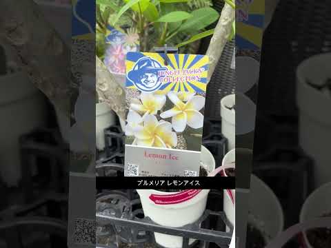 園芸 マッサージ用の植物