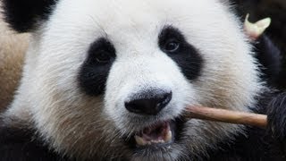 preview picture of video 'Giant panda close-up eating'