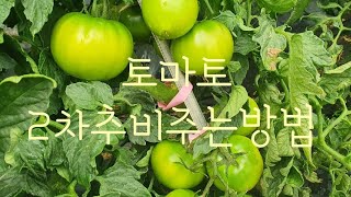 #토마토재배방법 #토마토 크게 키우는 방법