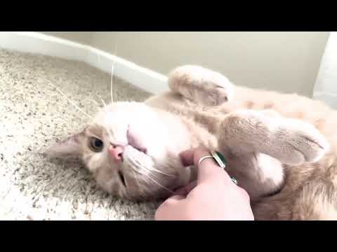 Archie flop master — click to play