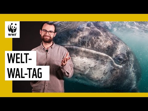 Warum der Welt-Wal-Tag wichtig ist!