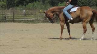 "LJ" World Champion Gelding TN Beaus Jobar