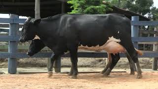 Vídeo 125 - 1ª ETAPA MEGA LIQUIDAÇÃO TOTAL AGROPECUÁRIA MARAJOARA - DIA 4 | GADO GIROLANDO E HOLANDÊS