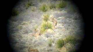 preview picture of video 'aoudad1'