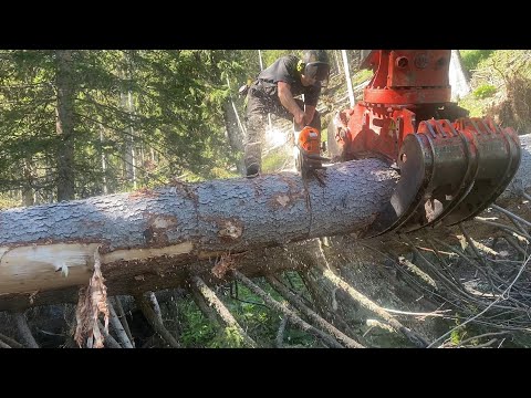 🌲DIESEL POWER & MANPOWER 🌲 Chainsaw 500i & Shovel Logging
