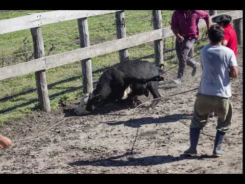 YERRA EN PUEBLO CAZES, ENTRE RIOS