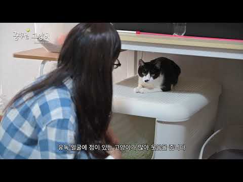 꿈꾸는 고양이 티저 예고편 예고편