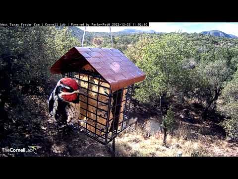 Two Red-naped Sapsuckers Take Over the Suet | December 23, 2022