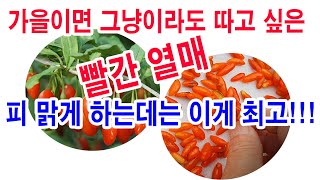 가을이면 그냥이라도 따고 싶은 빨간 열매-피 맑게 하는데는 이게 최고!!!(구기자 약성 소개, 구기자 품종,…