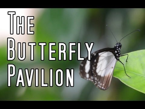 download lagu mp3 mp4 Butterfly In Denver, download lagu Butterfly In Denver gratis, unduh video klip Butterfly In Denver