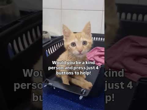 Please consider donating links in bio to save life#florida