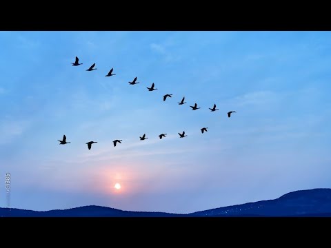 À tire d'aile - Les oiseaux migrateurs Un voyage fascinant au cœur des cieux Documentaire animalier