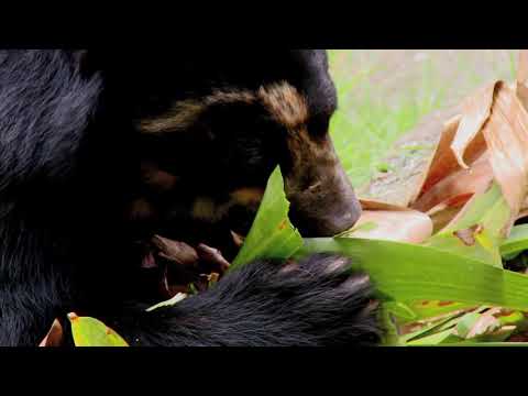 Let's restore a unique cloud forest in Venezuela