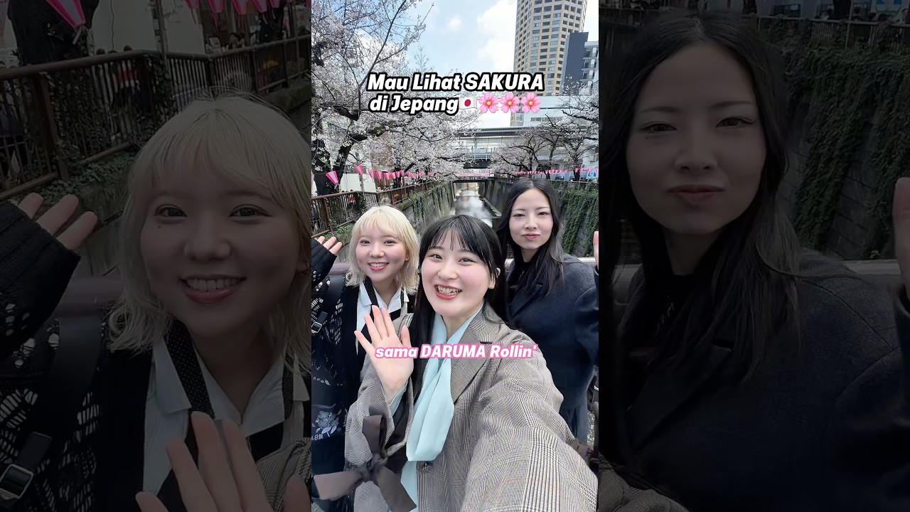 Lihat SAKURA di Jepang🇯🇵🌸 #nanako #nachan #Nakameguro