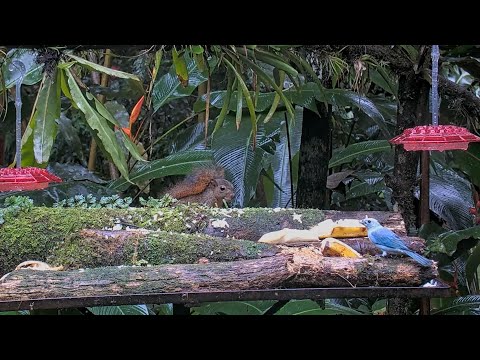 Tropical Birds Showcase A Rainbow Of Colors At The Panama Fruit Feeder Cam – September 1, 2024