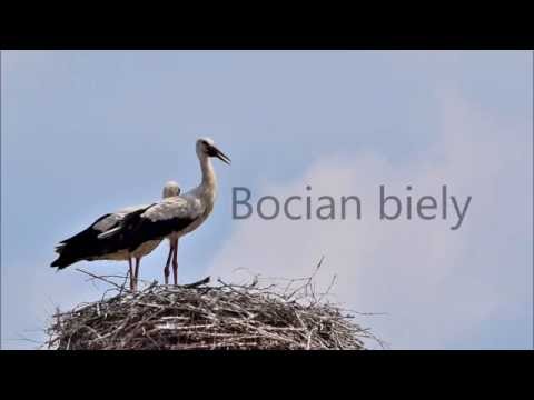 Bocian biely