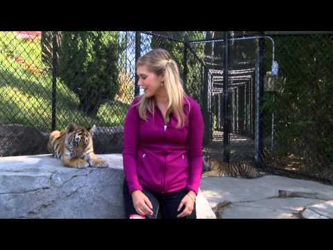 The Cutest Tiger Bite...