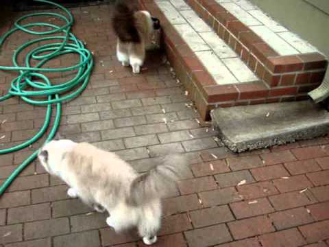 Ragdoll Cats Come When Called to Go Inside - ねこ - ラグドール -- Floppycats
