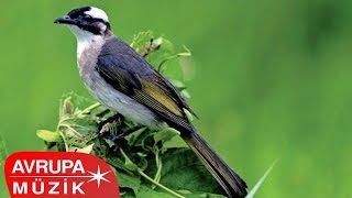 Enstrümantal - Hakiki Bülbül Sesleri (Full Albüm)