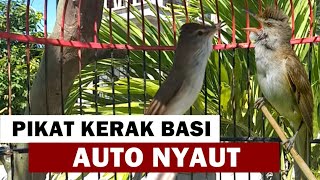 Download lagu Suara kerak basi alis putih jantan untuk pancingan kerbas sinchan BAHAN agar cepat bunyi GACOR EMOSI mp3 Download lagu Suara kerak basi alis putih jantan untuk pancingan kerbas sinchan BAHAN agar cepat bunyi GACOR EMOSI mp3