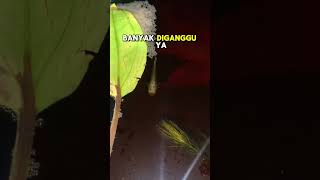 Download lagu Lanjutan Breeding Ikan Cupang Wild Betta, Ada Telurnya Tapi Anaknya? mp3