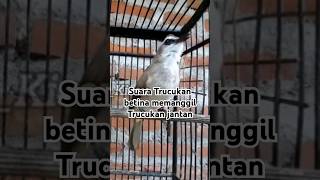 Download lagu suara trucukan BETINA memanggil trucukan JANTAN #shorts #fyp #trucukan #trucukbetinamemanggiljantan mp3