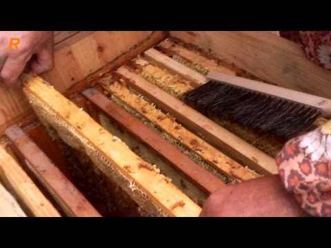 Качаем плавневый мёд на апиулье