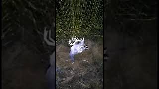 Download lagu Pemanggil peruk jitu mp3 Download lagu Pemanggil peruk jitu mp3