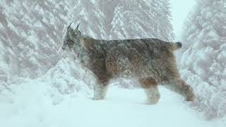 Don't Give Up - (Piano Cover of the Peter Gabriel &amp; Kate Bush song)