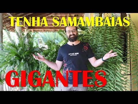 HOW TO GROW FERNS SUCCESSFULLY