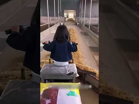 هذه الطفلة توزع الطعام على الحيوانات بطريقة مميزة 😳 #shorts #shortvideo #trending