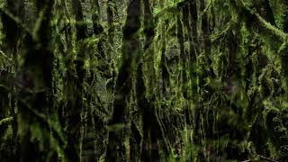 Yggdrasil Theme