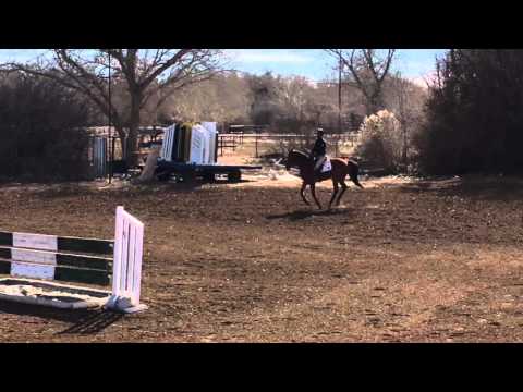 Dominica - 5YR - Rancho Corazon - BDN Sport Horses
