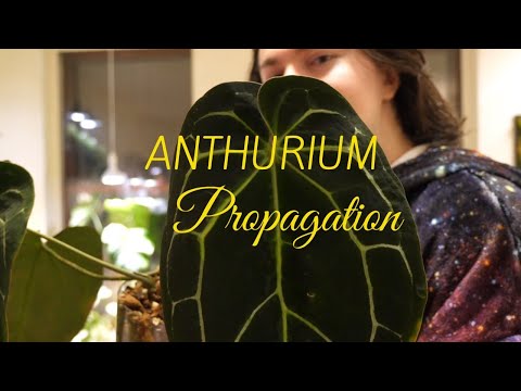 Anthurium Propagation! Making Leaf and Chonk Cuttings