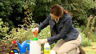 ¿Cómo podar rosas, hacer transplantes y prevenir plagas?