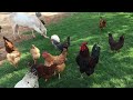 Morning Cock Sound